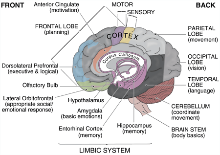 brain basic and limbic