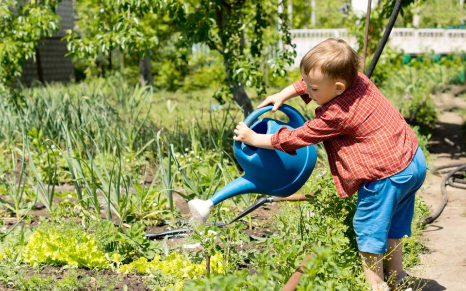 young boy watering rows of vegetables